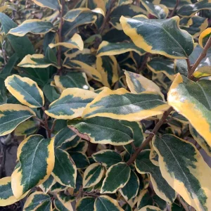 Elaeagnus 'Gilt Edge' Live Plant – 1-2 ft Tall, 1 Gallon Pot, Outdoor Shrub - Image 1