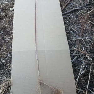 Elberta Peach Tree Bareroot - Live Fruit Tree - 2-3 ft Tall - Outdoor - Image 2