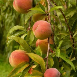 Elberta Peach Tree Bareroot - Live Fruit Tree - 2-3 ft Tall - Outdoor - Image 1