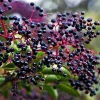 Elderberry Bare Root Plant – Sambucus Canadensis – 6-12 inch – Outdoor Shrub - Image 1