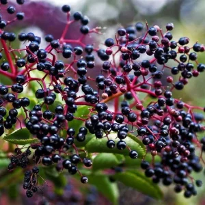 Elderberry Bare Root Plant – Sambucus Canadensis – 6-12 inch – Outdoor Shrub - Image 1