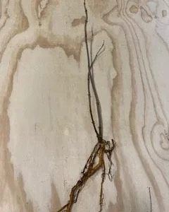 Elderberry Bare Root Plant – Sambucus Canadensis – 6-12 inch – Outdoor Shrub - Image 3