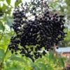 Elderberry Live Plant - American Black Sambucus Canadensis - 12" Tall 1 Quart Pot for Outdoor Planting - Image 1