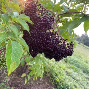 Elderberry Live Plant - American Black Sambucus Canadensis - 12