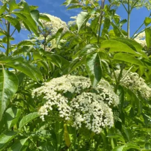 Elderberry Live Plant - American Black Sambucus Canadensis - 12