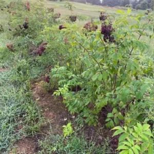 Elderberry Live Plant - American Black Sambucus Canadensis - 12