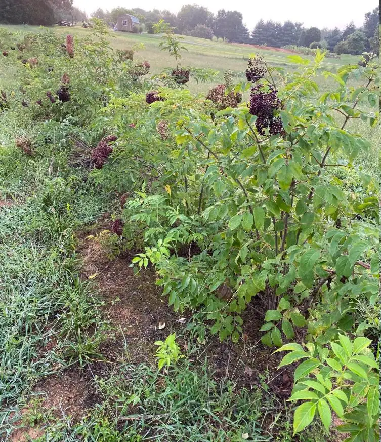 Elderberry Live Plant - American Black Sambucus Canadensis - 12" Tall 1 Quart Pot for Outdoor Planting - Image 5