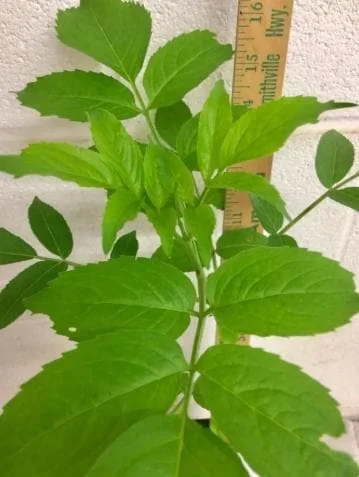 Elderberry Live Plant - American Black Sambucus Canadensis - 12" Tall 1 Quart Pot for Outdoor Planting - Image 6