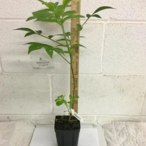 Elderberry Live Plant - American Black Sambucus Canadensis - 12