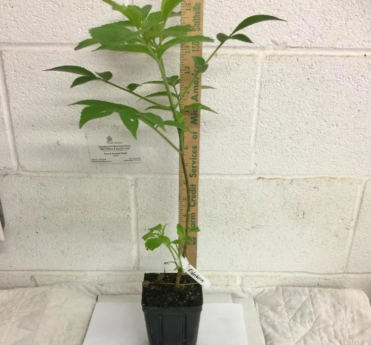 Elderberry Live Plant - American Black Sambucus Canadensis - 12" Tall 1 Quart Pot for Outdoor Planting - Image 7