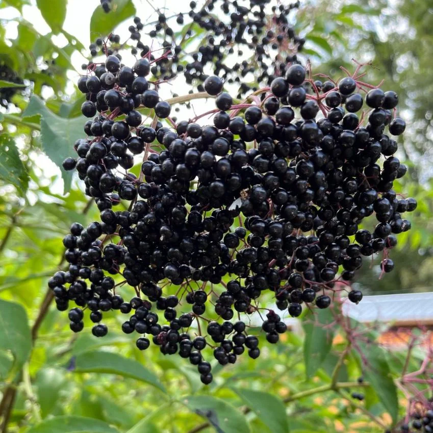 Elderberry Live Plant - American Black Sambucus Canadensis - 12" Tall 1 Quart Pot for Outdoor Planting - Image 1