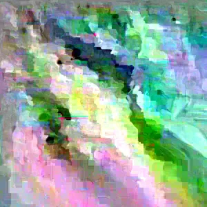 Elderberry Live Plant - Outdoor Fruit Shrub, Edible Berries, Attracts Pollinators - Image 2