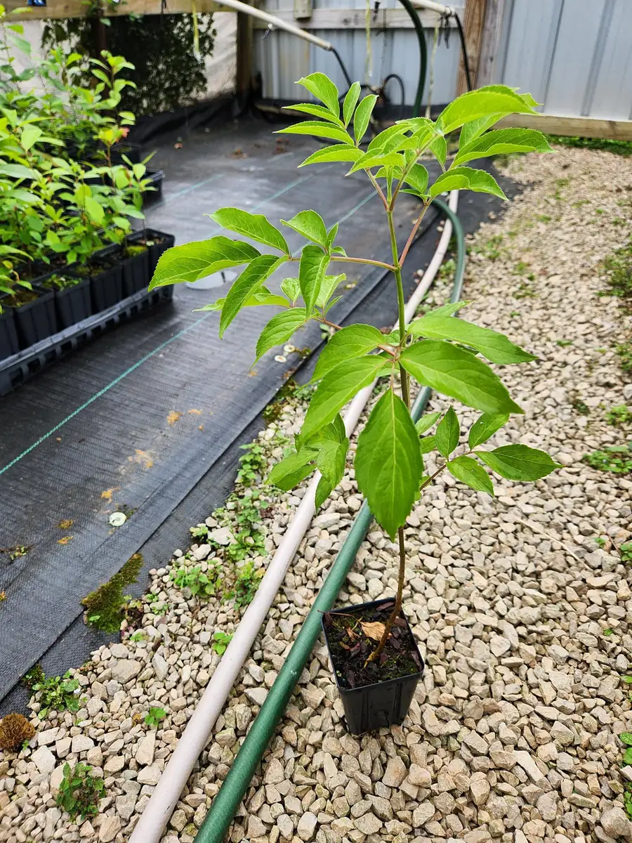 Elderberry Live Plant – Sambucus Canadensis – 4 inch Container - Image 2