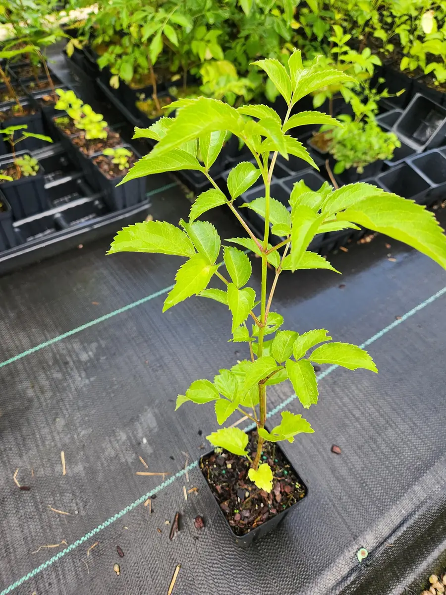 Elderberry Live Plant – Sambucus Canadensis – 4 inch Container - Image 3