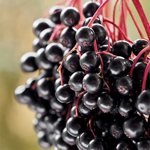 Elderberry Live Plant – Sambucus Canadensis – 4 inch Container - Image 1