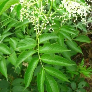 Elderberry Sambucus Live Plant – 2 Bare Roots 6-18