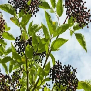 Elderberry Sambucus Live Plant – 2 Bare Roots 6-18