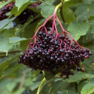 Elderberry Sambucus Live Plant – 2 Bare Roots 6-18" – Outdoor Fruit Shrub - Image 1