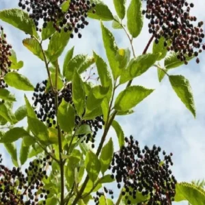 Elderberry Sambucus Live Plant – Quart Pot – American Elderberry – Outdoor Shrub - Image 3