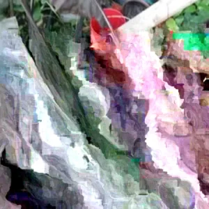 Electric Blue Gecko Colocasia Live Plant - Blue Elephant Ear, Tropical Foliage - Image 2