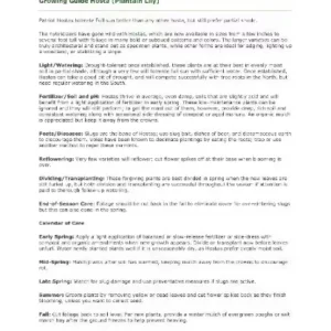 Elegans Hosta Bareroot Plant - Blue-Green Perennial for Shade Gardens - Image 4