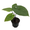 Elephant Ear Live Plant - Alocasia Dark Star - 6 inch Pot - Outdoor - Image 1