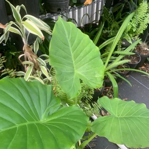 Elephant Ear Plant - Maui Gold Alocasia Live Plant - Tropical Foliage - Image 2