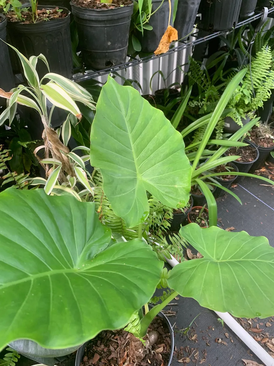 Elephant Ear Plant - Maui Gold Alocasia Live Plant - Tropical Foliage - Image 2
