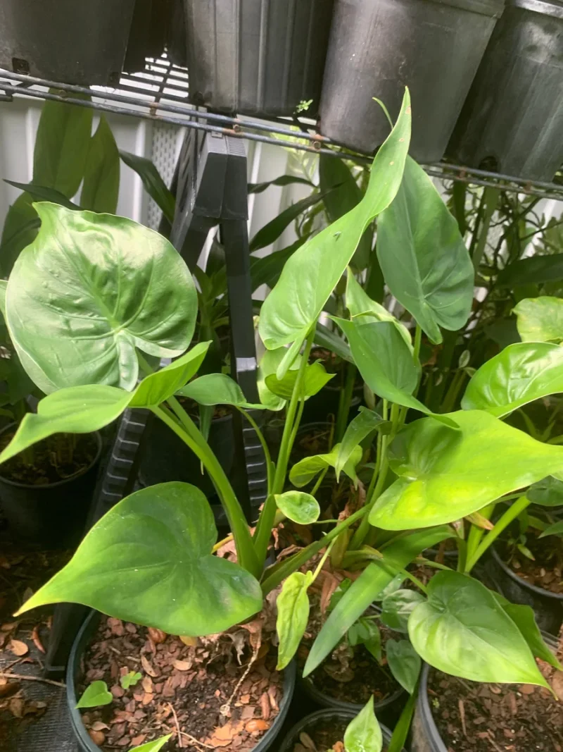 Maui Gold Elephant Ear Plant - Royal Hawaiian Alocasia Live Plant