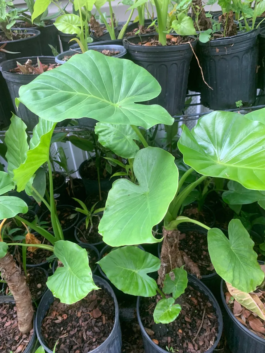Elephant Ear Plant - Maui Gold Alocasia Live Plant - Tropical Foliage - Image 4