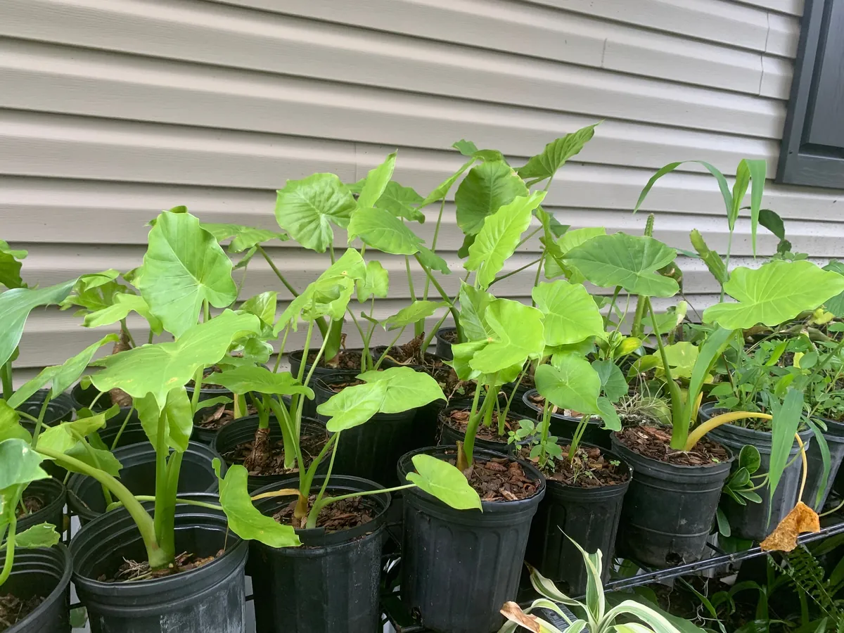 Elephant Ear Plant - Maui Gold Alocasia Live Plant - Tropical Foliage - Image 5