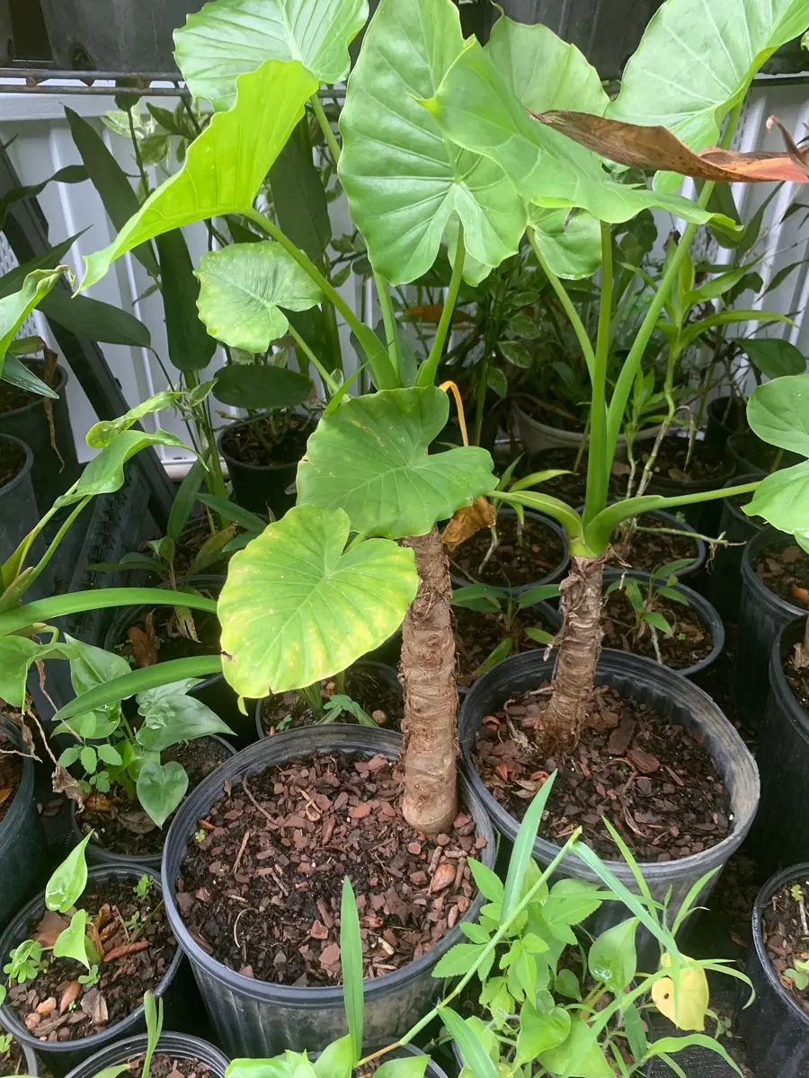 Elephant Ear Plant - Maui Gold Alocasia Live Plant - Tropical Foliage - Image 6