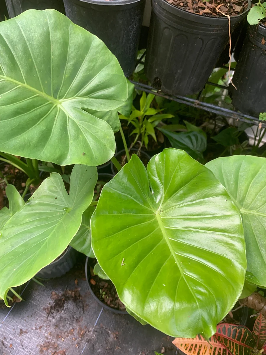 Elephant Ear Plant - Maui Gold Alocasia Live Plant - Tropical Foliage - Image 1