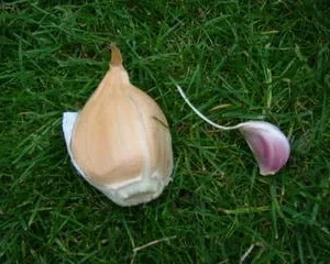 Elephant Garlic Bulbs - 2 Huge Non-GMO Bulbs, Milder Taste, Spring/Fall Planting - Image 2