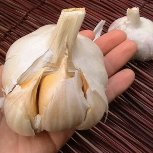 Elephant Garlic Bulbs - 2 Huge Non-GMO Bulbs, Milder Taste, Spring/Fall Planting - Image 1