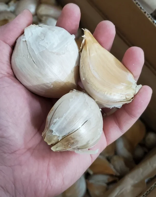 Elephant Garlic Bulbs - 3 Large Cloves for Planting - Fast Growing - Image 1