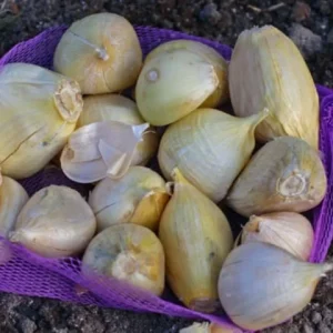 Elephant Garlic Bulbs, Cloves & Seeds - Fresh Harvest for Planting & Cooking - Image 4