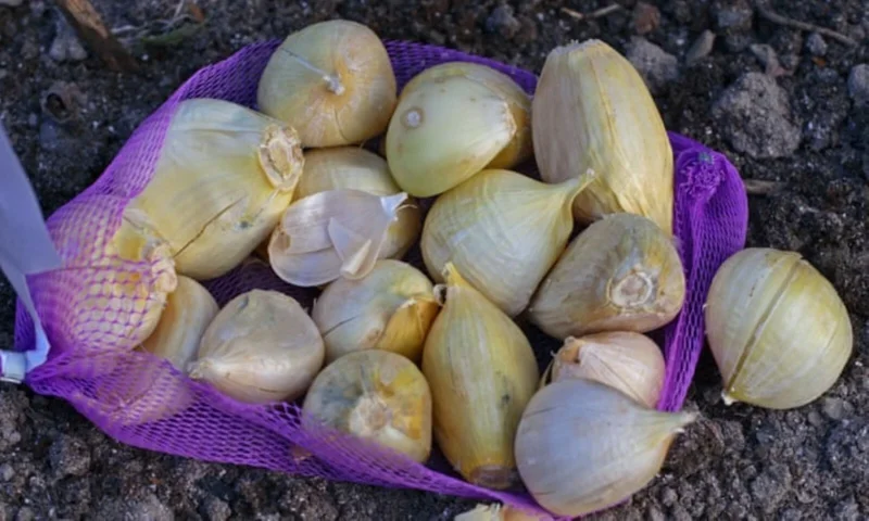 Elephant Garlic Bulbs, Cloves & Seeds - Fresh Harvest for Planting & Cooking - Image 4