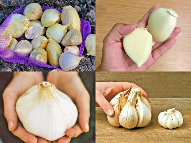 Elephant Garlic Bulbs, Cloves & Seeds - Fresh Harvest for Planting & Cooking - Image 1