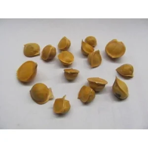 Elephant Garlic Corms - Fresh Harvest & Healthy USA Grown for Planting - Image 10