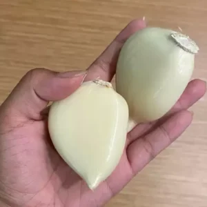 Elephant Garlic Corms - Fresh Harvest & Healthy USA Grown for Planting - Image 2