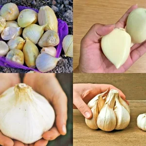 Elephant Garlic Seeds - Fresh Harvest, Healthy USA Seed - Image 1