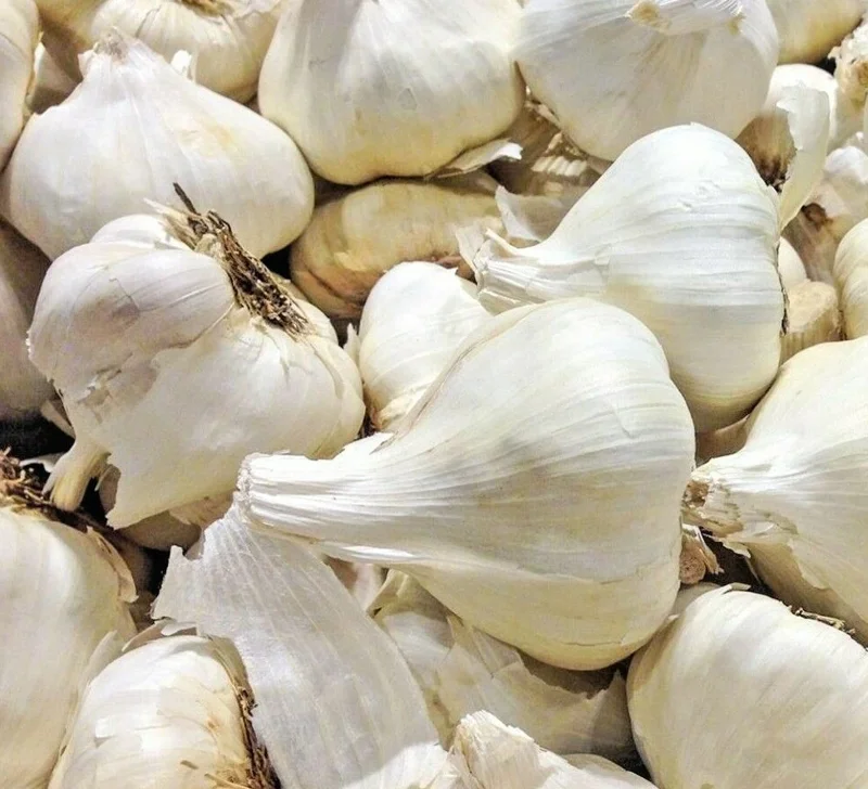 Elephant Garlic Seeds - Organic, Large Jumbo Size, USA Grown for Planting - Image 1