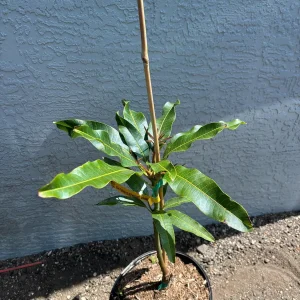 Elephant Mango Tree Live Plant - Vietnamese Xoài Tượng - 3 Gallon Pot - Image 6