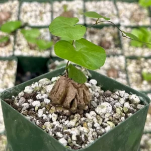 Elephant's Foot Live Plant - Rare Dioscorea Elephantipes in 4" Pot - Image 2