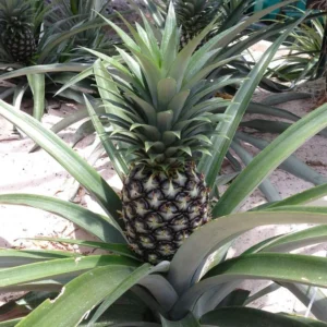 Elite Gold Pineapple Live Plant – Tropical Fruit – 4-6 Inch Tall Starter – Grow Your Own - Image 3