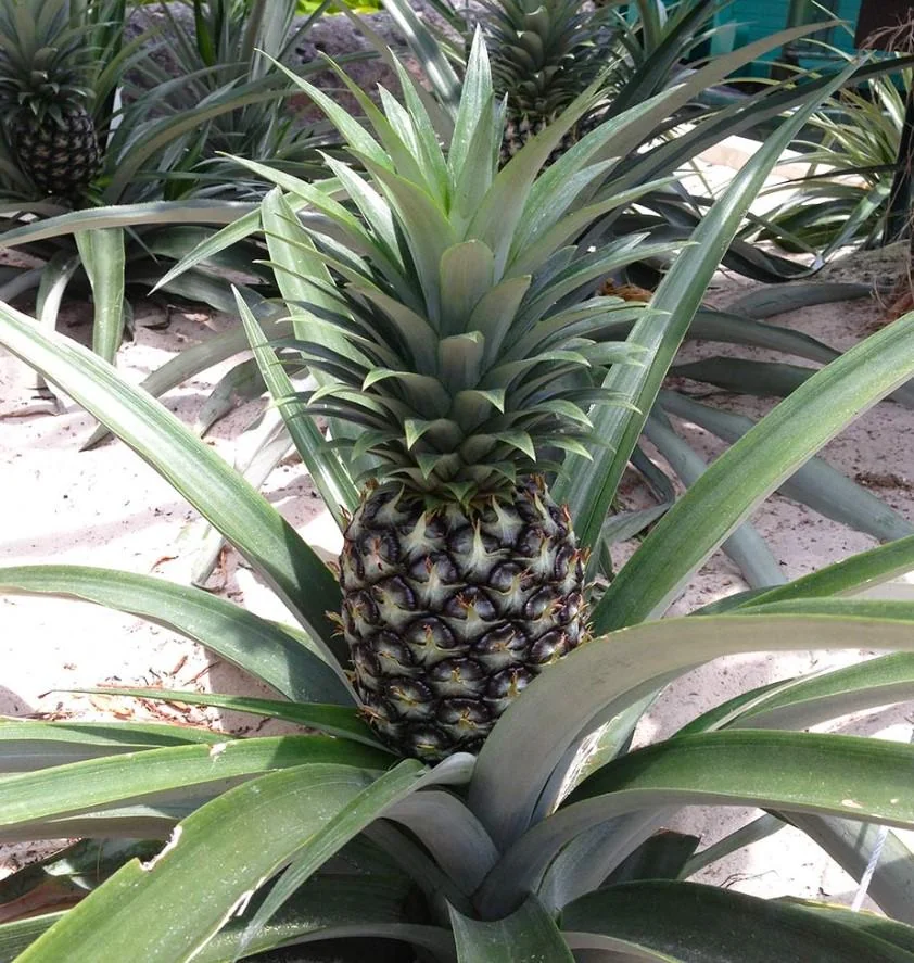 Elite Gold Pineapple Live Plant – Tropical Fruit – 4-6 Inch Tall Starter – Grow Your Own - Image 3
