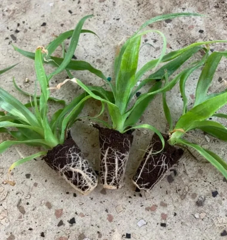 Elite Gold Pineapple Live Plant – Tropical Fruit – 4-6 Inch Tall Starter – Grow Your Own - Image 4