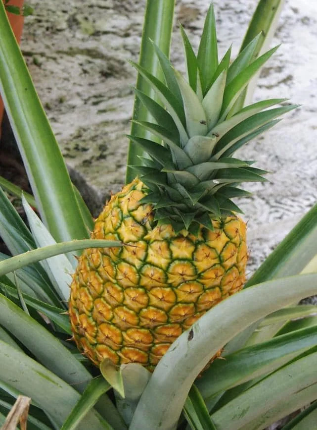 Elite Gold Pineapple Live Plant – Tropical Fruit – 4-6 Inch Tall Starter – Grow Your Own - Image 1