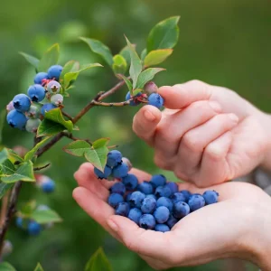 Elliott Highbush Blueberry Live Plant - Vaccinium elliottii - Late Season Fruiting Bush - Image 5